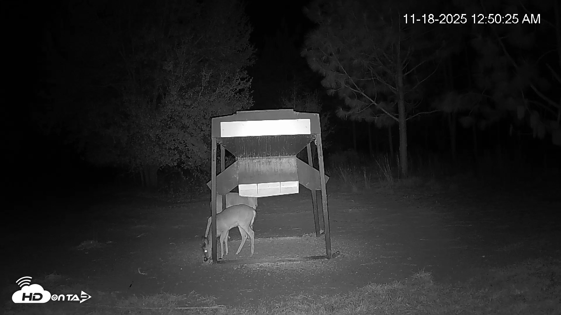 Snapshot of Leesburg Georgia Live Deer Feeder Webcam taken Nov 18, 2025, 12:50am EST
