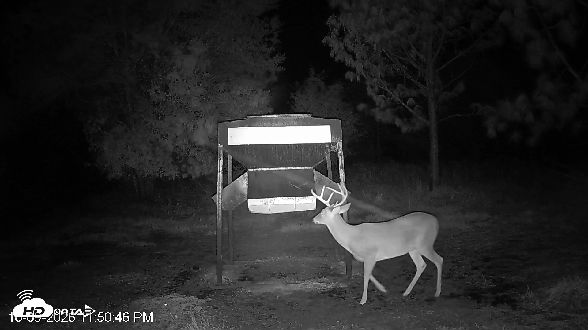 Snapshot of Leesburg Georgia Live Deer Feeder Webcam taken Oct 9, 2026, 11:50pm EDT