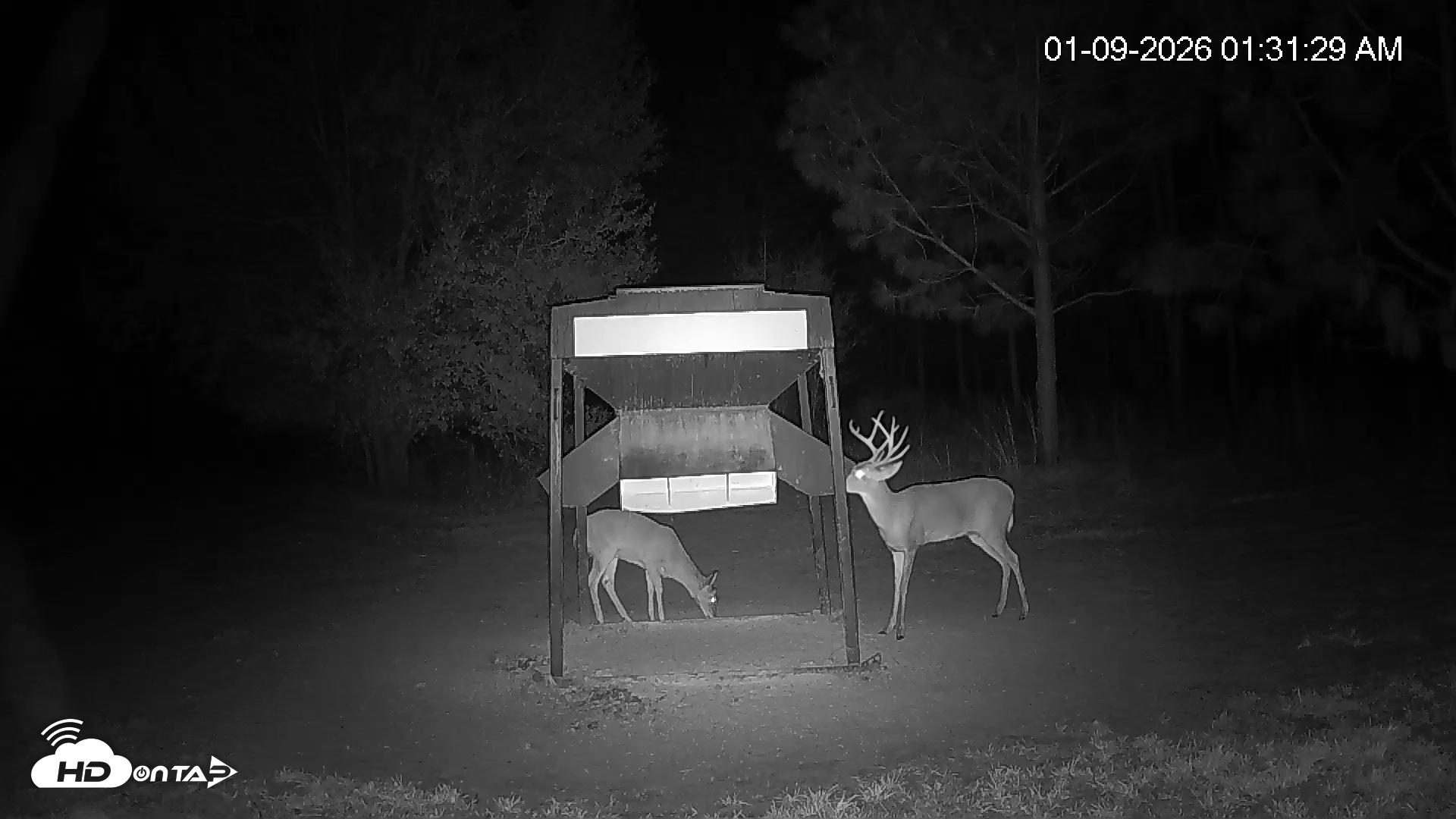 Snapshot of Leesburg Georgia Live Deer Feeder Webcam taken Jan 9, 2026, 1:31am EST