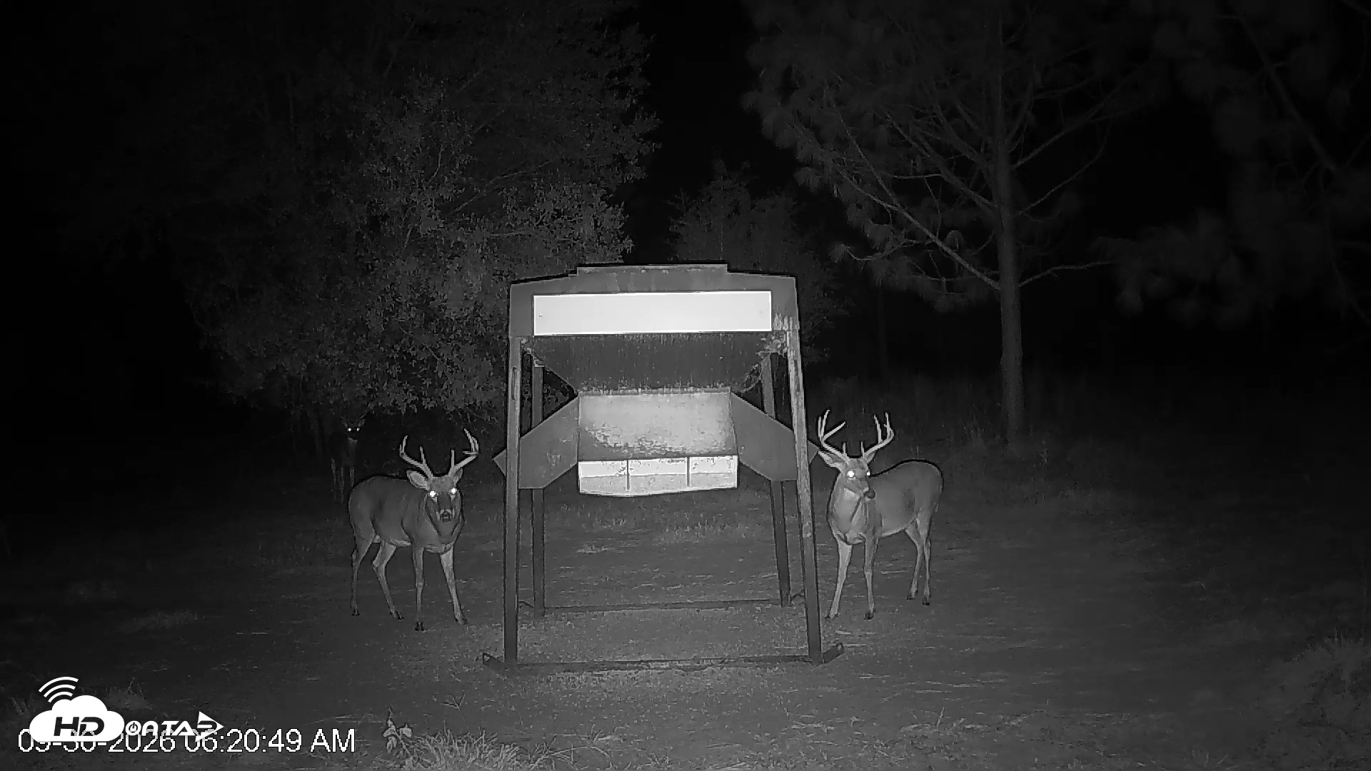 Snapshot of Leesburg Georgia Live Deer Feeder Webcam taken Sep 30, 2026, 6:20am EDT