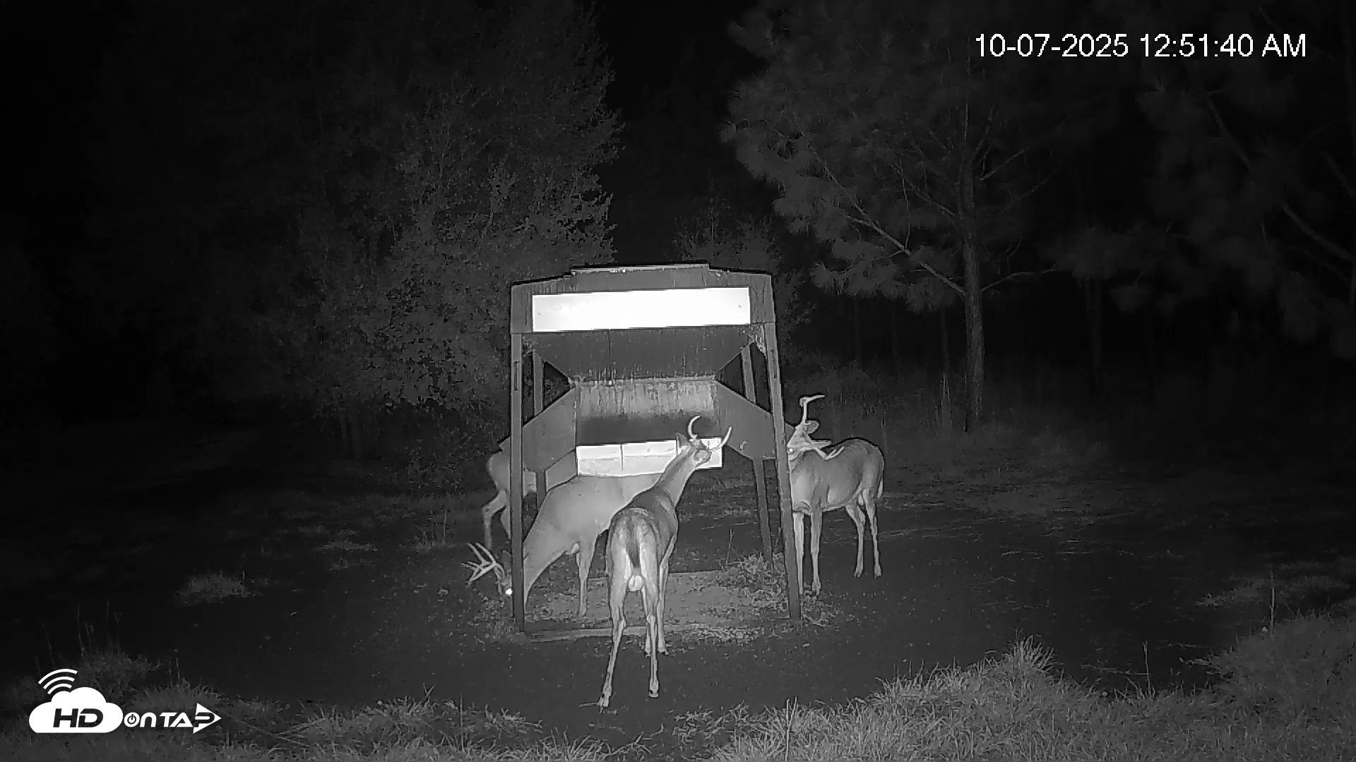 Snapshot of Leesburg Georgia Live Deer Feeder Webcam taken Oct 7, 2025, 12:52am EDT