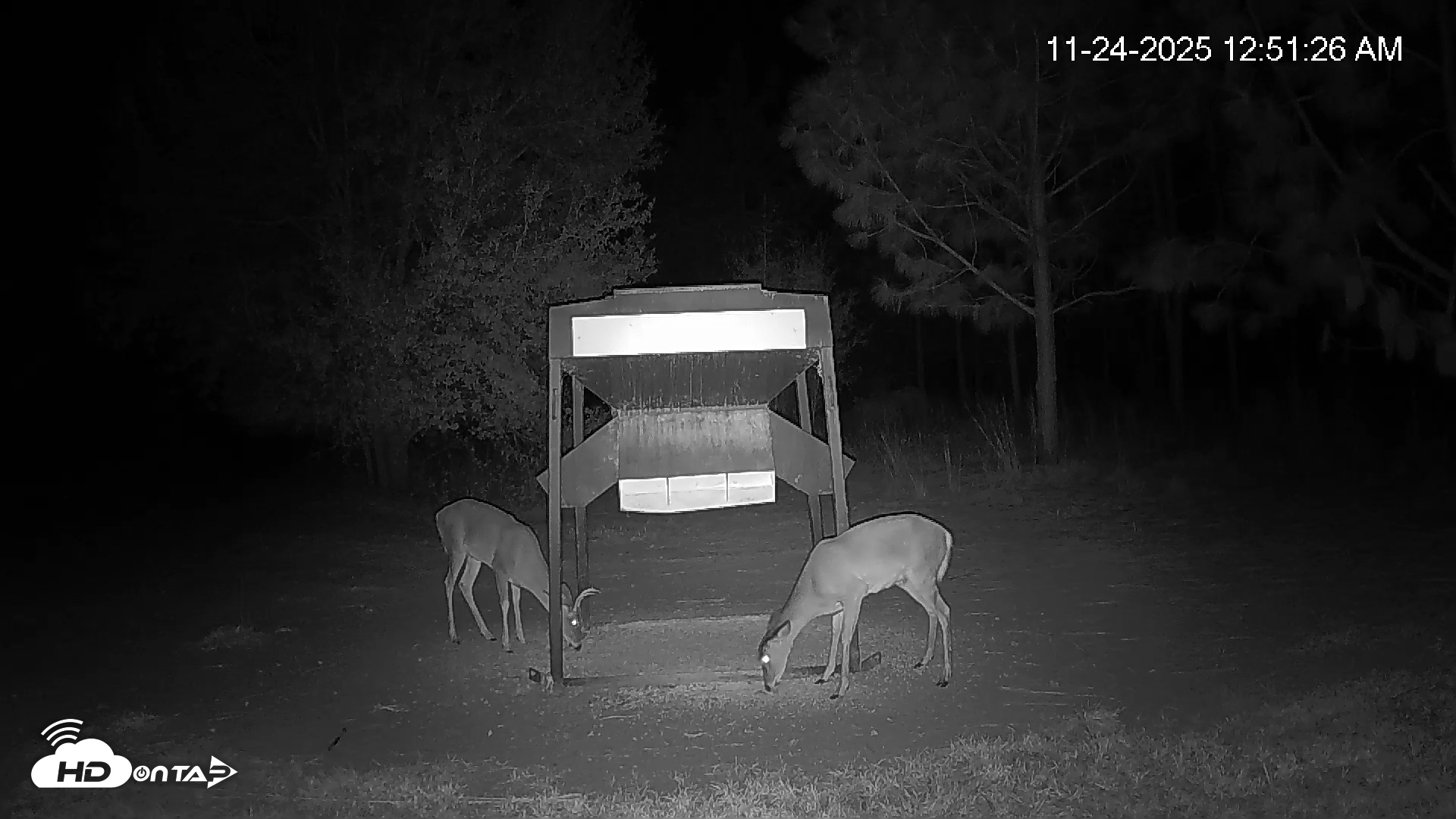 Snapshot of Leesburg Georgia Live Deer Feeder Webcam taken Nov 24, 2025, 12:51am EST