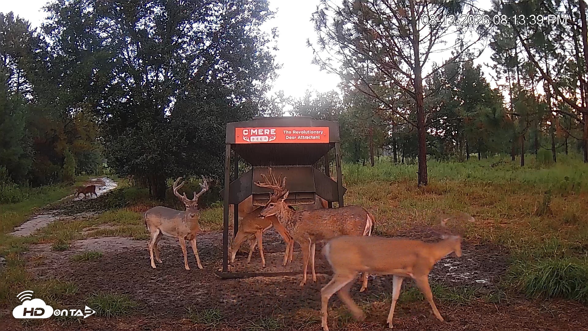 Snapshot of Leesburg Georgia Live Deer Feeder Webcam taken Aug 13, 2026, 8:13pm EDT