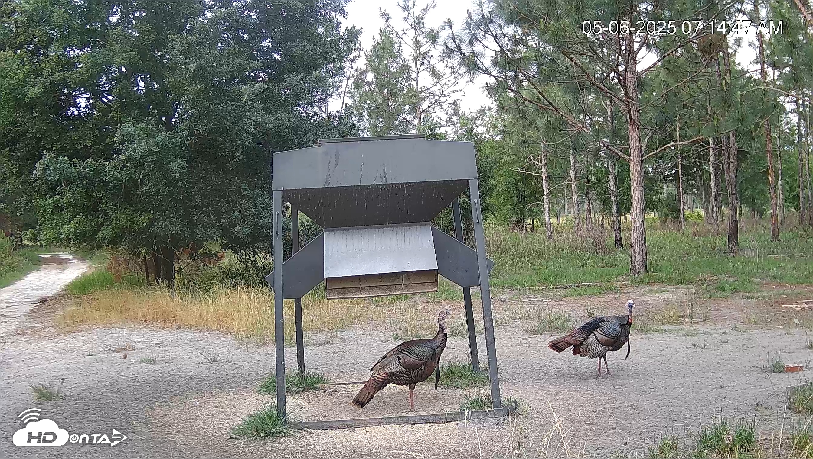Snapshot of Leesburg Georgia Live Deer Feeder Webcam taken May 6, 2025, 7:16am EDT
