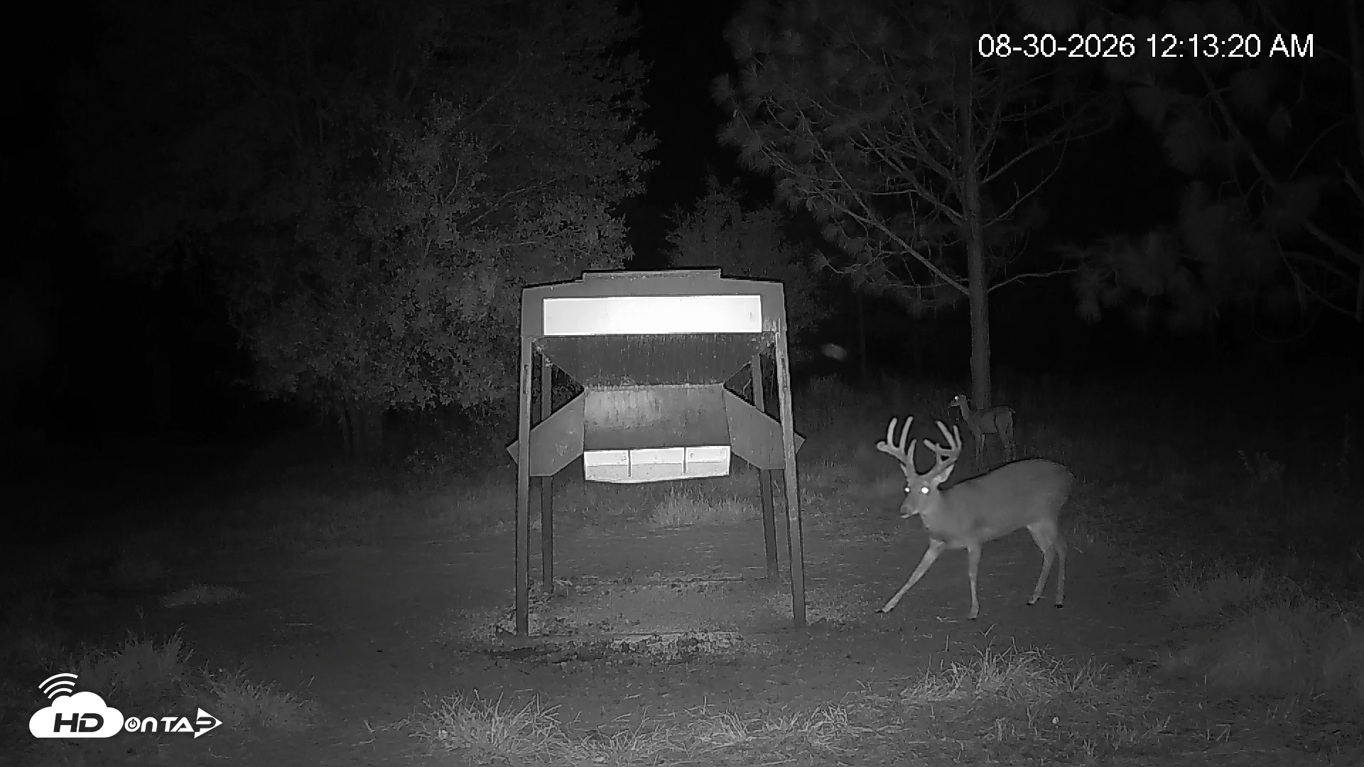 Snapshot of Leesburg Georgia Live Deer Feeder Webcam taken Aug 30, 2026, 12:13am EDT
