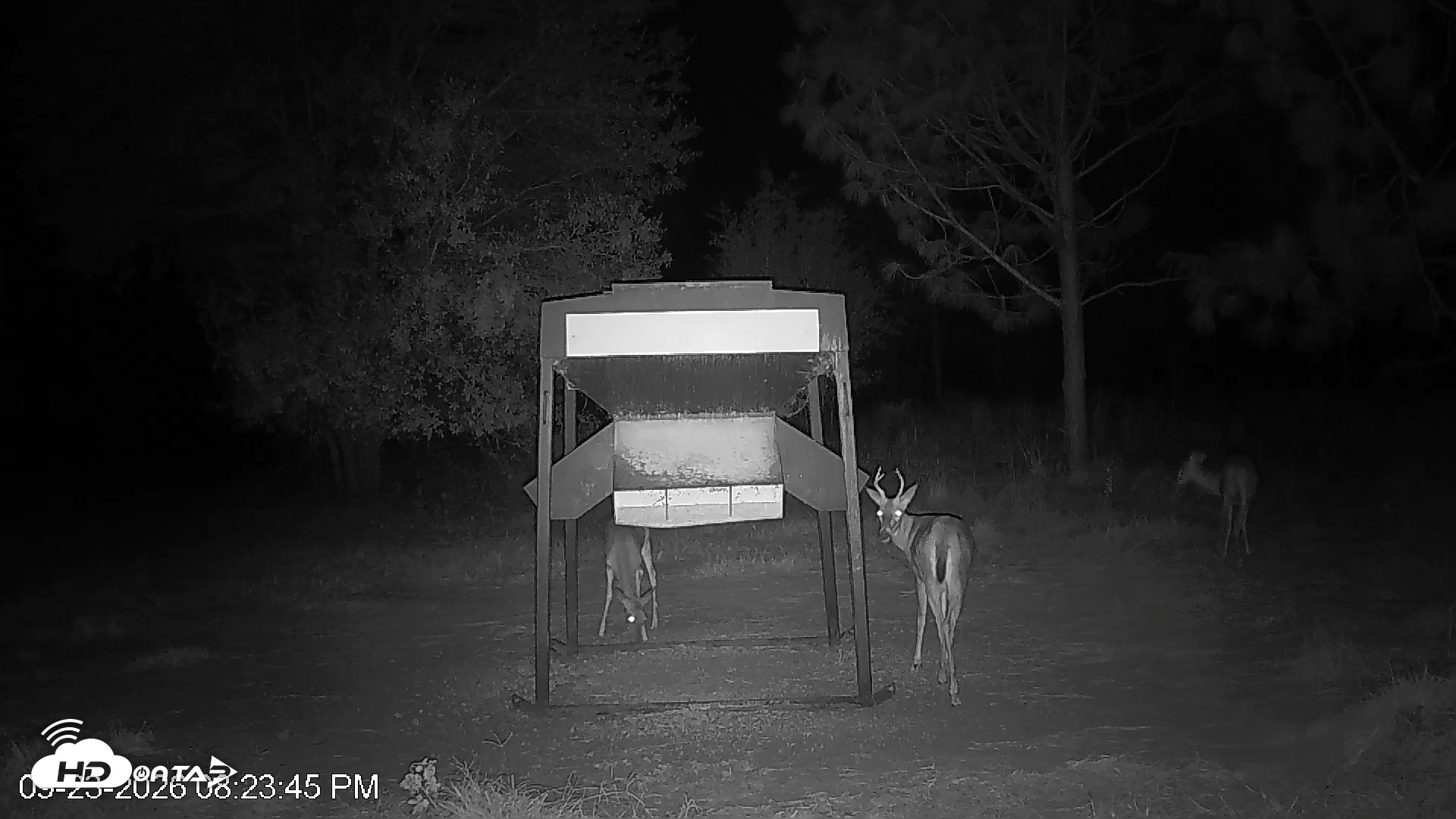 Snapshot of Leesburg Georgia Live Deer Feeder Webcam taken Sep 23, 2026, 8:23pm EDT