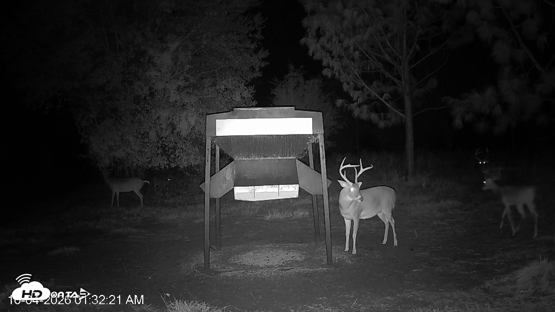Snapshot of Leesburg Georgia Live Deer Feeder Webcam taken Oct 4, 2026, 1:32am EDT