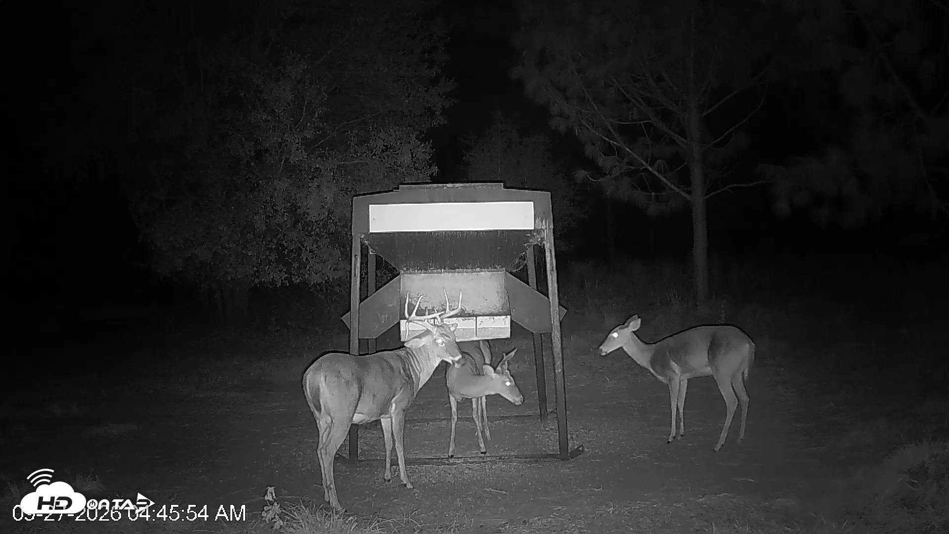 Snapshot of Leesburg Georgia Live Deer Feeder Webcam taken Sep 27, 2026, 4:46am EDT