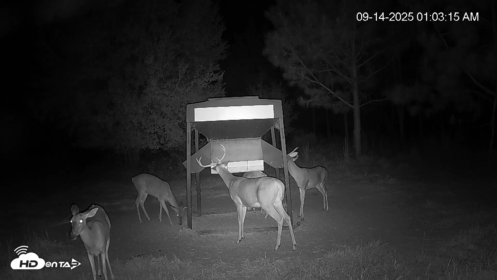 Snapshot of Leesburg Georgia Live Deer Feeder Webcam taken Sep 14, 2025, 1:03am EDT