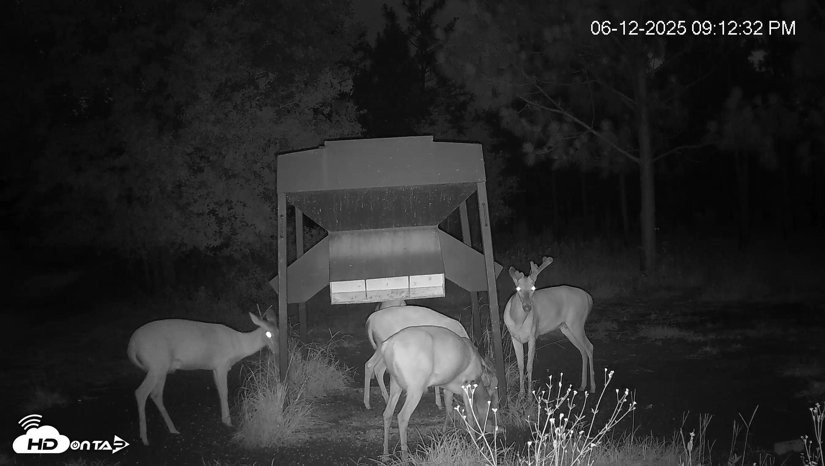 Snapshot of Leesburg Georgia Live Deer Feeder Webcam taken Jun 12, 2025, 9:13pm EDT
