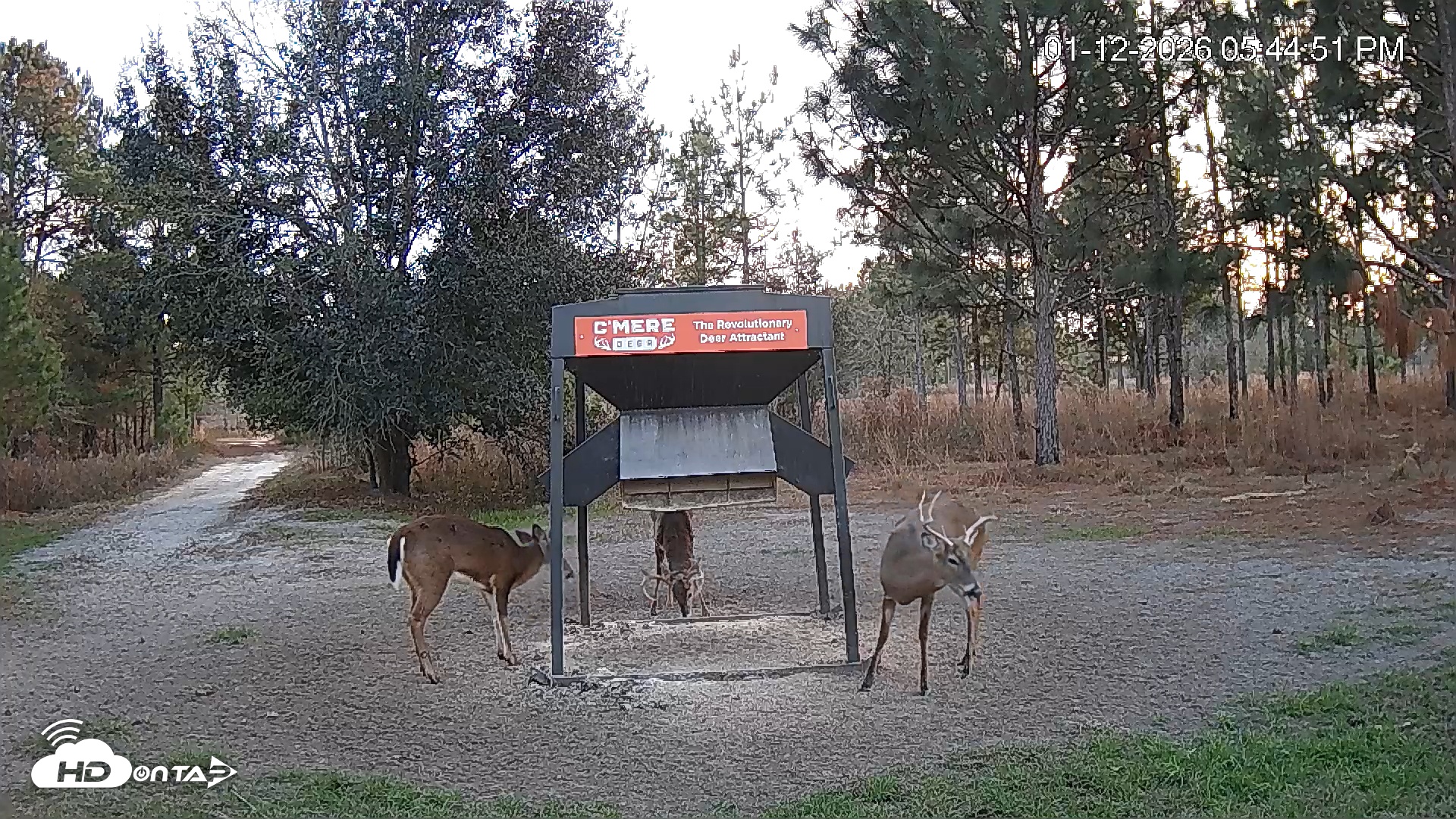 Snapshot of Leesburg Georgia Live Deer Feeder Webcam taken Jan 12, 2026, 5:45pm EST