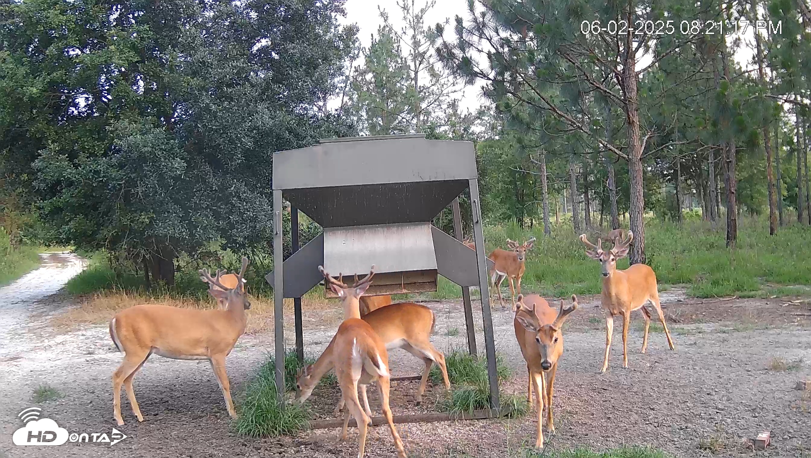 Snapshot of Leesburg Georgia Live Deer Feeder Webcam taken Jun 2, 2025, 8:22pm EDT