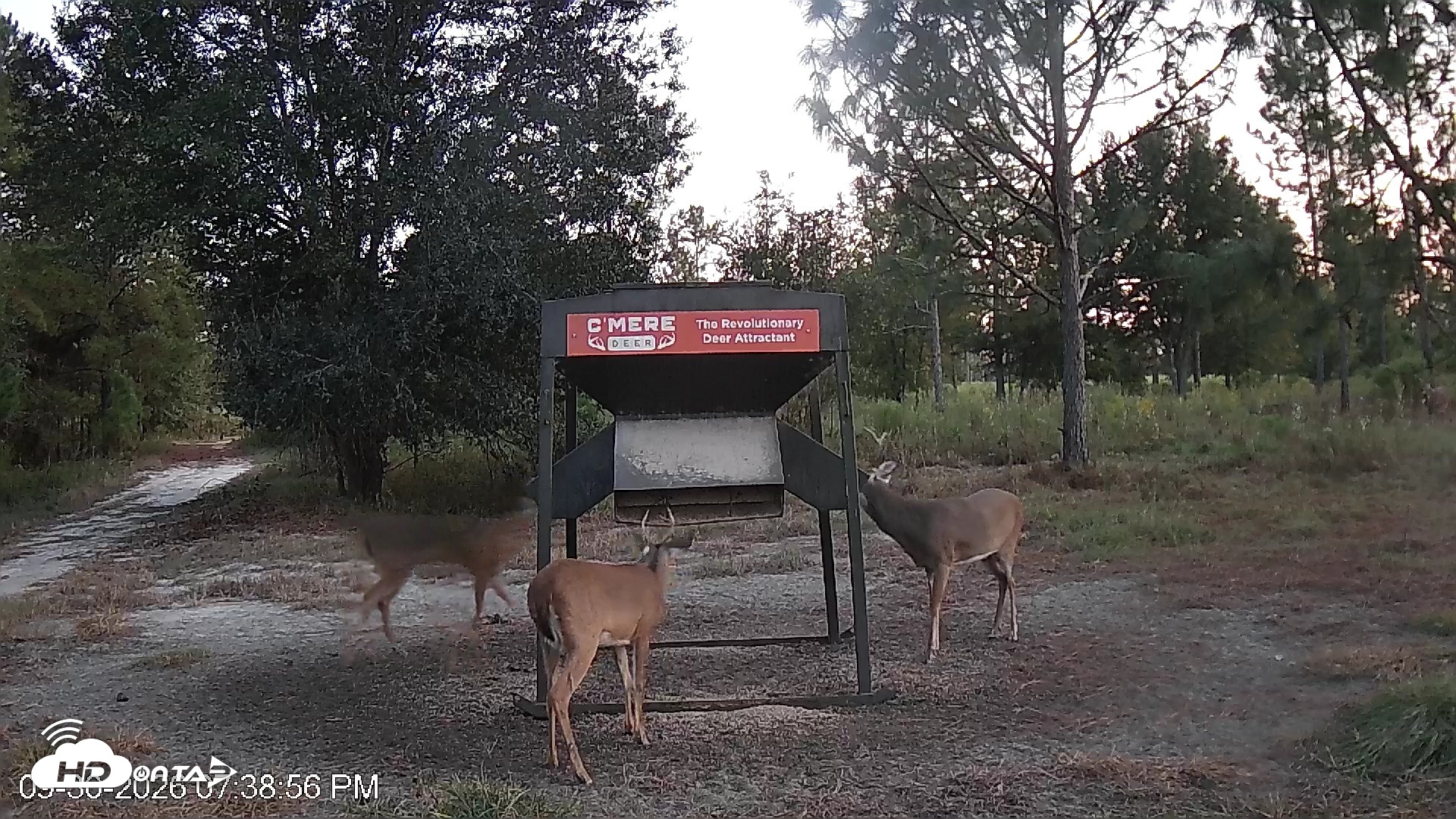 Snapshot of Leesburg Georgia Live Deer Feeder Webcam taken Sep 30, 2026, 7:39pm EDT