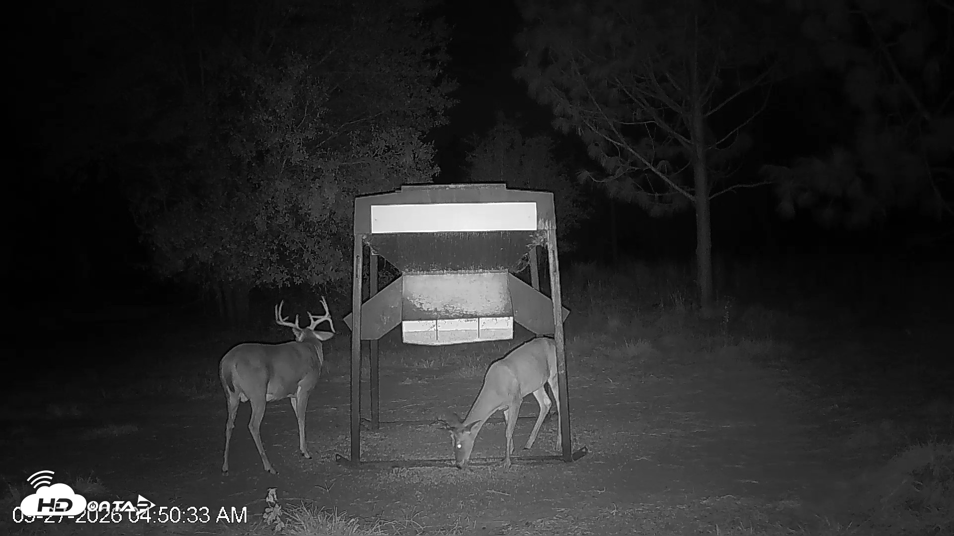 Snapshot of Leesburg Georgia Live Deer Feeder Webcam taken Sep 27, 2026, 4:50am EDT