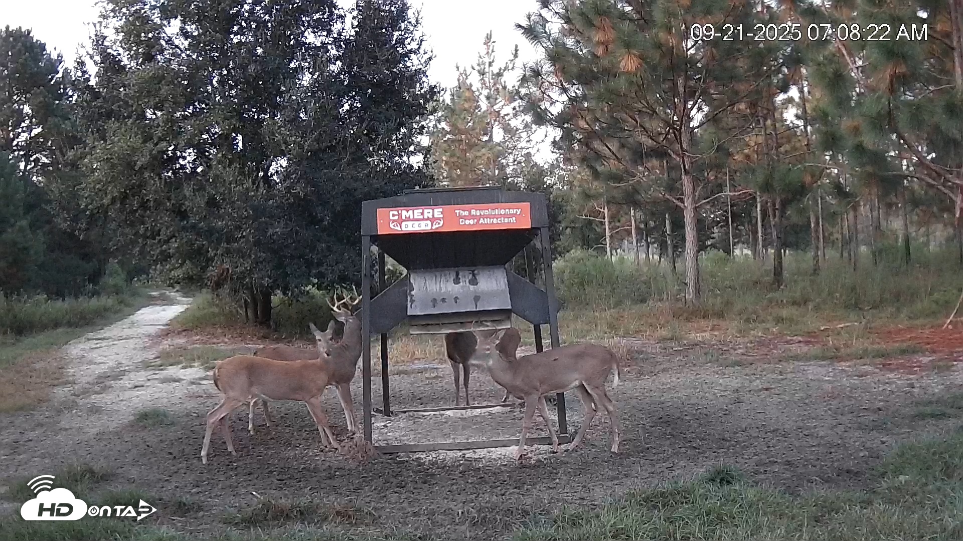 Snapshot of Leesburg Georgia Live Deer Feeder Webcam taken Sep 21, 2025, 7:08am EDT