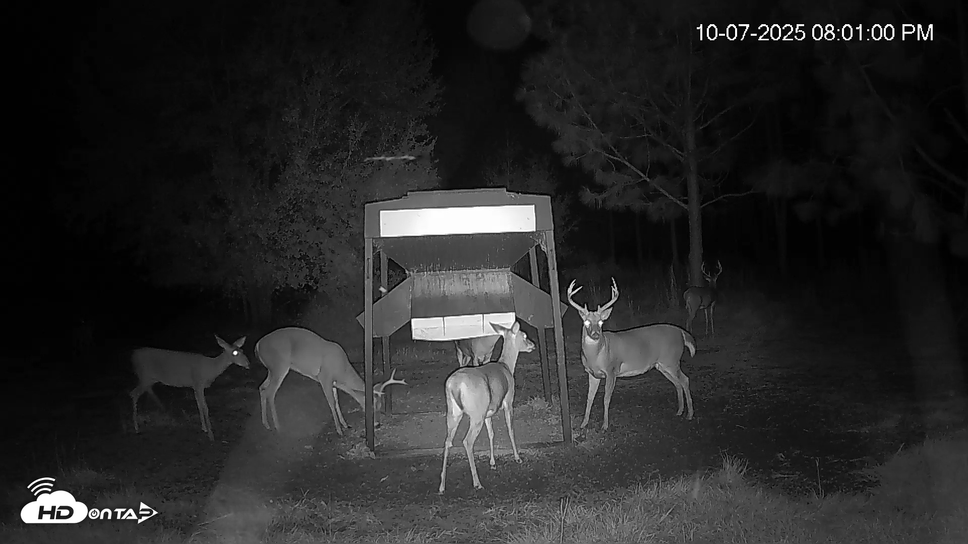 Snapshot of Leesburg Georgia Live Deer Feeder Webcam taken Oct 7, 2025, 8:01pm EDT