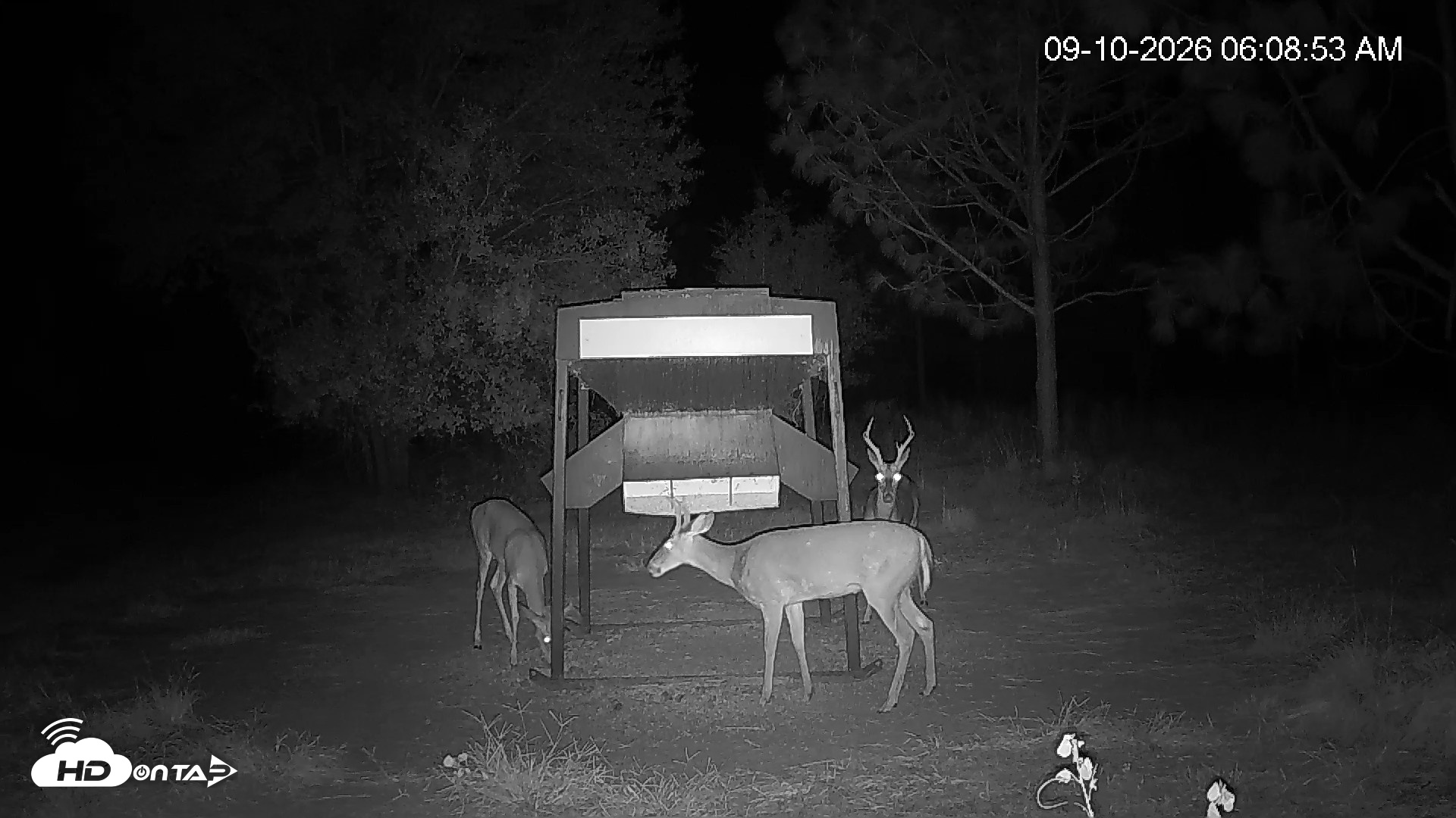 Snapshot of Leesburg Georgia Live Deer Feeder Webcam taken Sep 10, 2026, 6:09am EDT