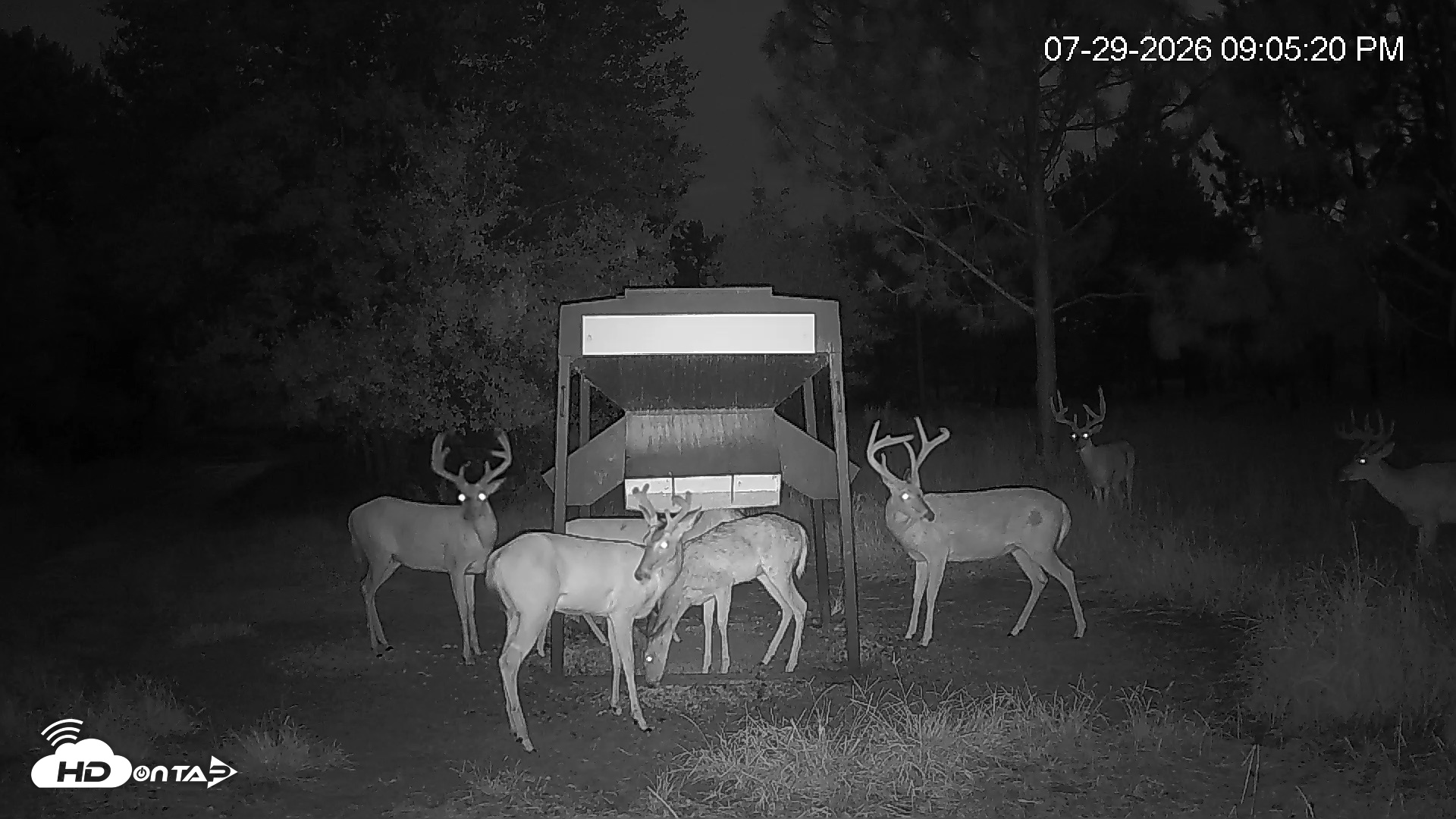Snapshot of Leesburg Georgia Live Deer Feeder Webcam taken Jul 29, 2026, 9:05pm EDT