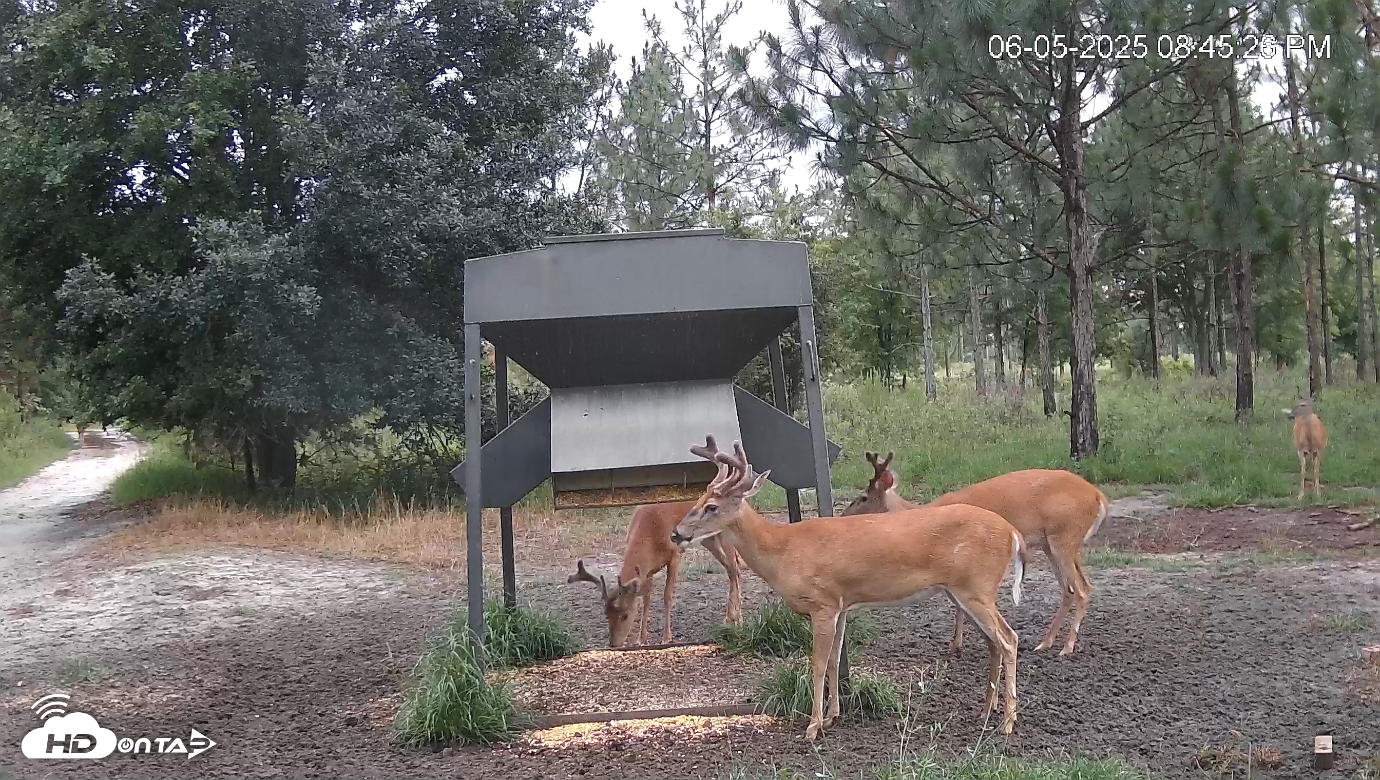 Snapshot of Leesburg Georgia Live Deer Feeder Webcam taken Jun 5, 2025, 8:46pm EDT