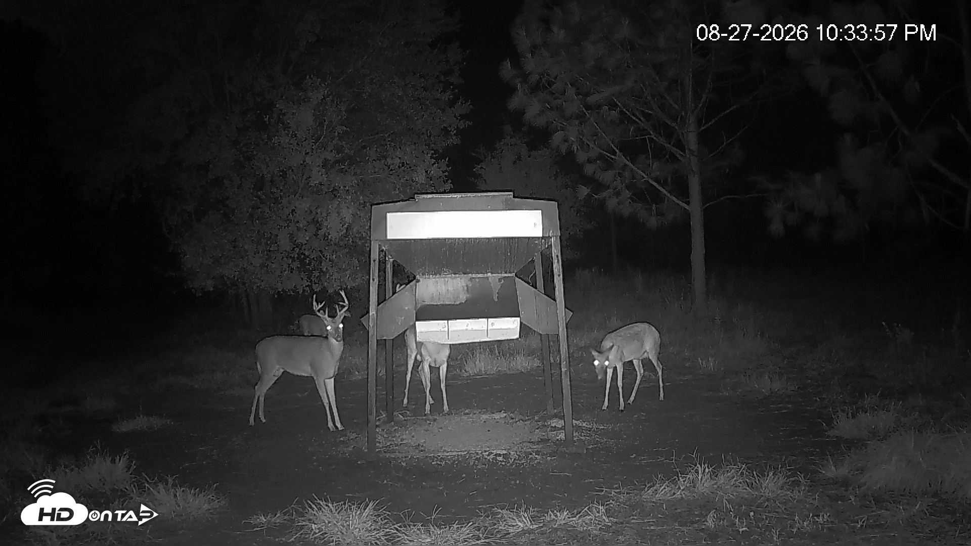 Snapshot of Leesburg Georgia Live Deer Feeder Webcam taken Aug 27, 2026, 10:33pm EDT