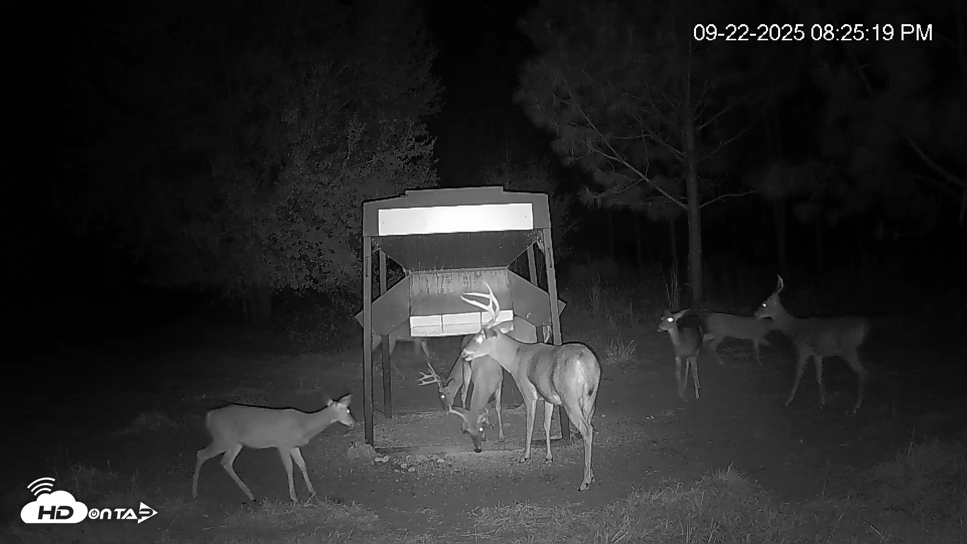 Snapshot of Leesburg Georgia Live Deer Feeder Webcam taken Sep 22, 2025, 8:25pm EDT