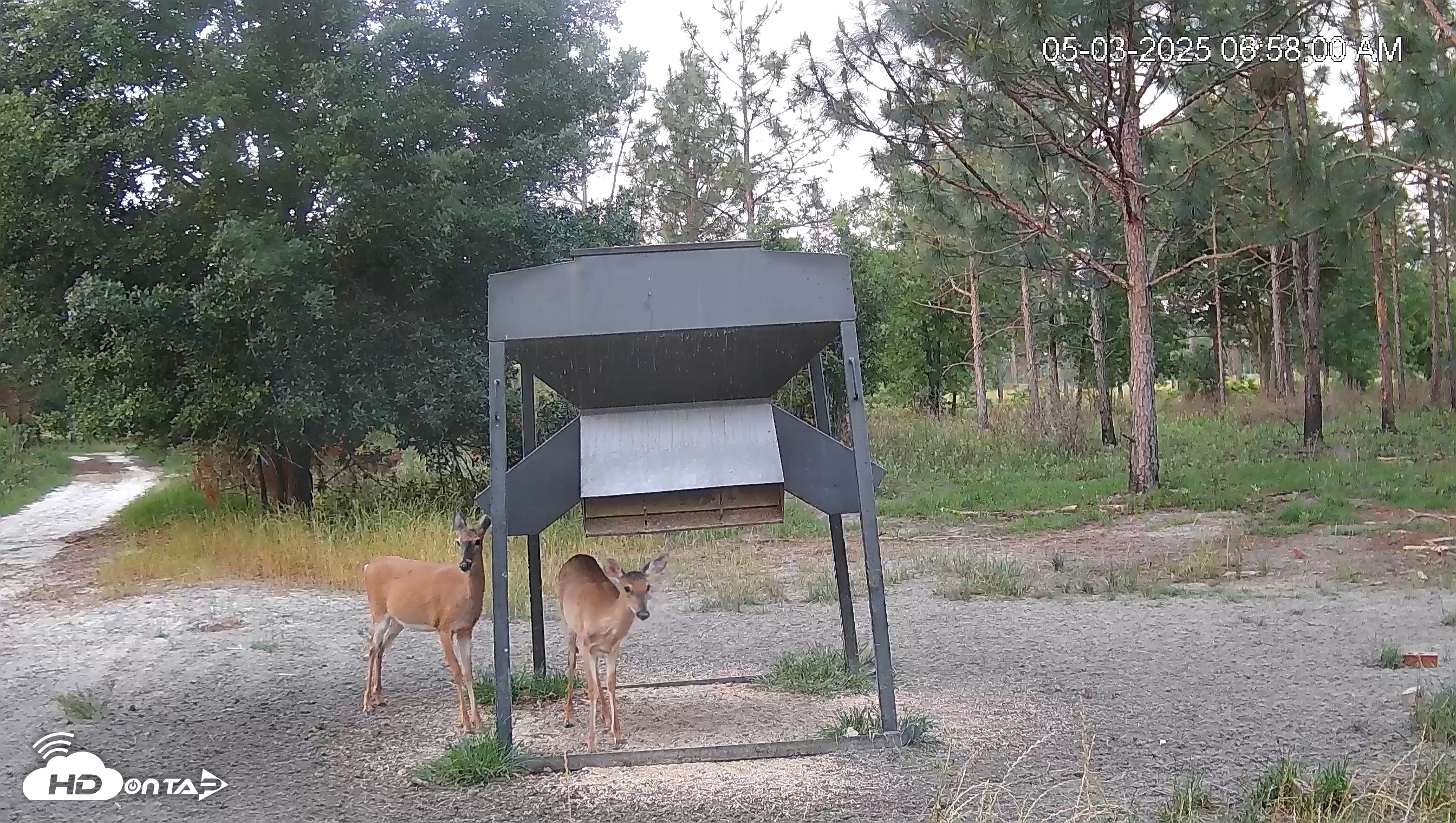 Snapshot of Leesburg Georgia Live Deer Feeder Webcam taken May 3, 2025, 6:58am EDT