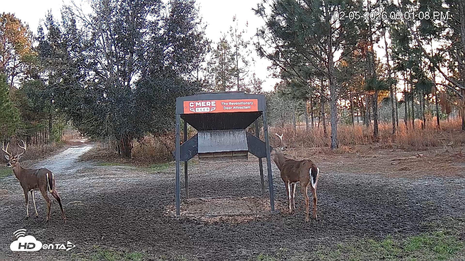 Snapshot of Leesburg Georgia Live Deer Feeder Webcam taken Feb 5, 2026, 6:01pm EST