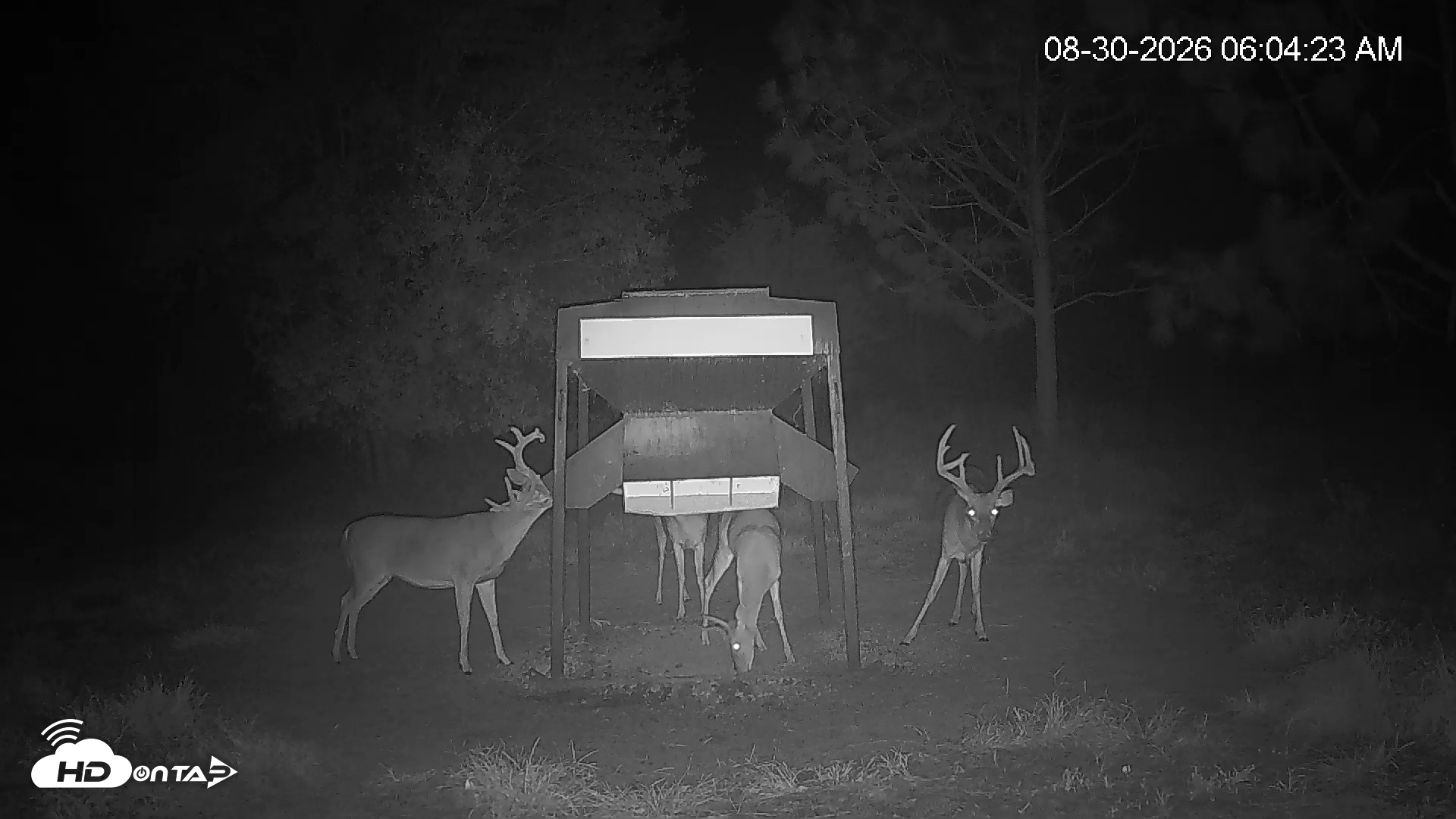 Snapshot of Leesburg Georgia Live Deer Feeder Webcam taken Aug 30, 2026, 6:04am EDT