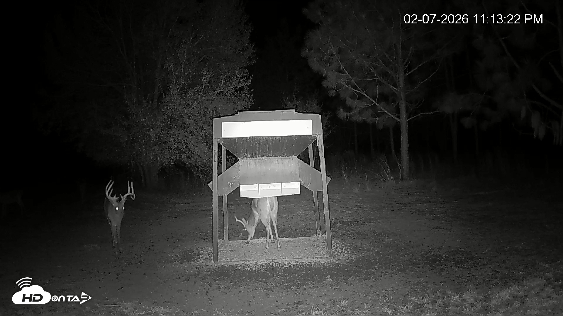 Snapshot of Leesburg Georgia Live Deer Feeder Webcam taken Feb 7, 2026, 11:13pm EST