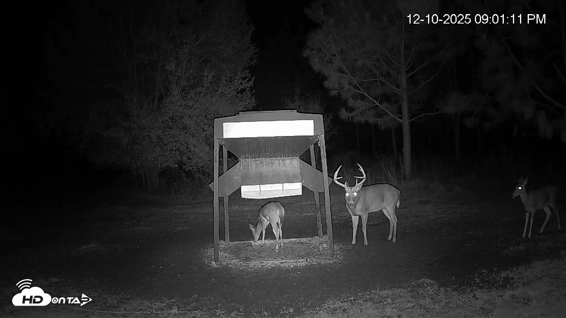 Snapshot of Leesburg Georgia Live Deer Feeder Webcam taken Dec 10, 2025, 9:02pm EST