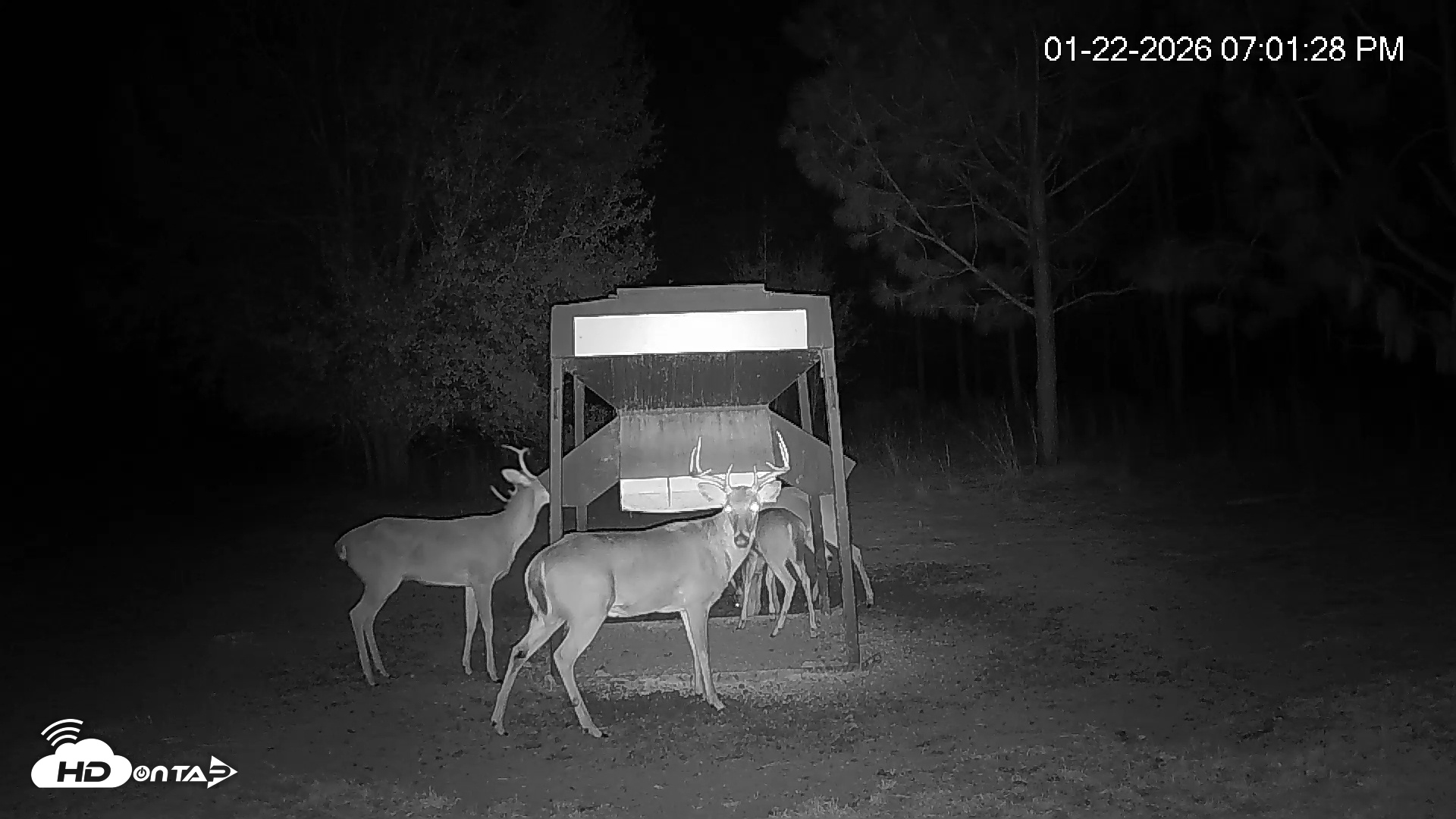 Snapshot of Leesburg Georgia Live Deer Feeder Webcam taken Jan 22, 2026, 7:01pm EST
