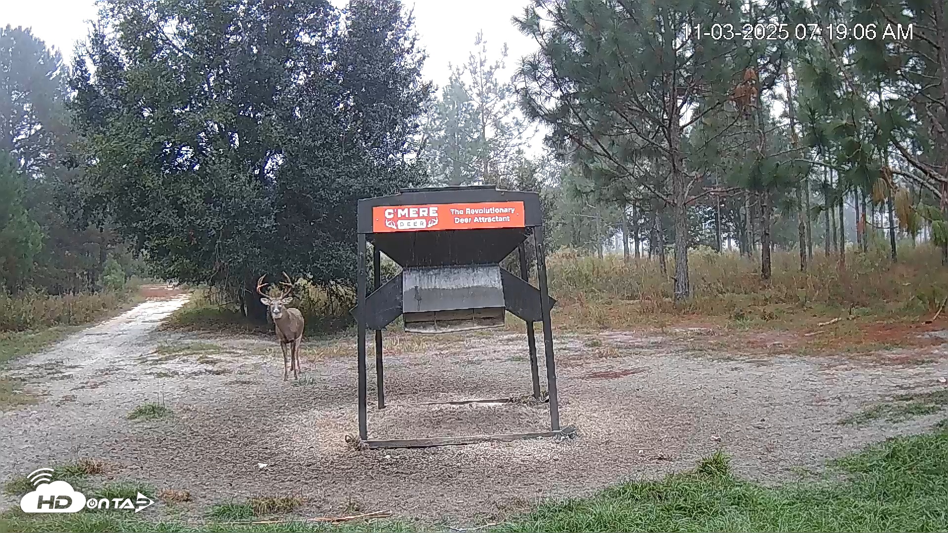 Snapshot of Leesburg Georgia Live Deer Feeder Webcam taken Nov 3, 2025, 7:19am EST