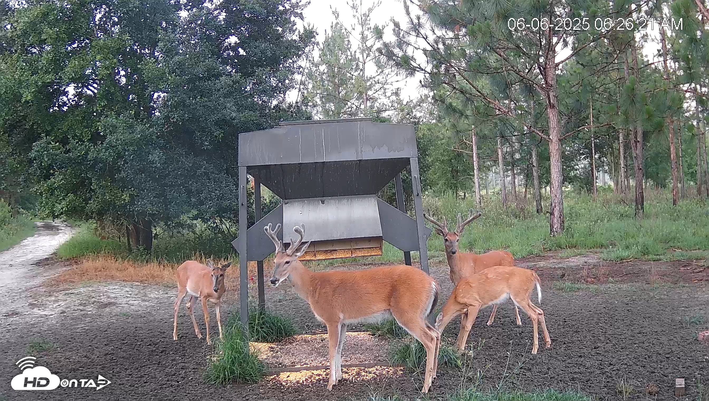 Snapshot of Leesburg Georgia Live Deer Feeder Webcam taken Jun 6, 2025, 6:29am EDT