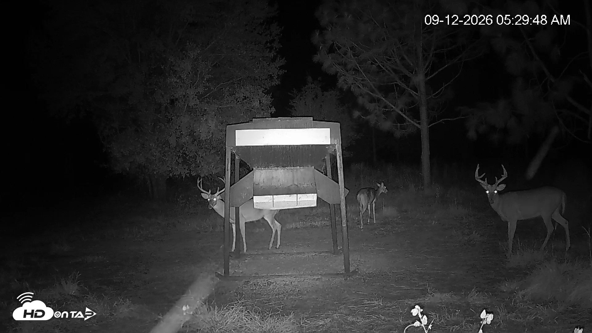 Snapshot of Leesburg Georgia Live Deer Feeder Webcam taken Sep 12, 2026, 5:30am EDT