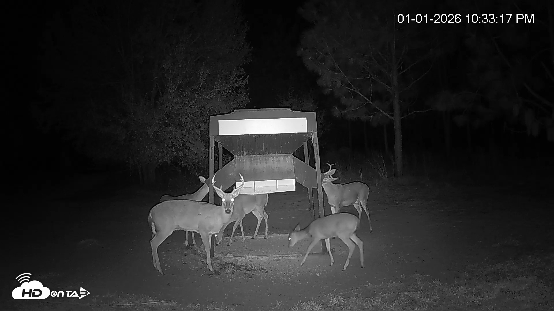 Snapshot of Leesburg Georgia Live Deer Feeder Webcam taken Jan 1, 2026, 10:33pm EST