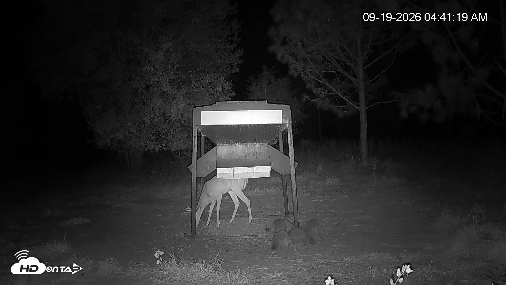 Snapshot of Leesburg Georgia Live Deer Feeder Webcam taken Sep 19, 2026, 4:41am EDT
