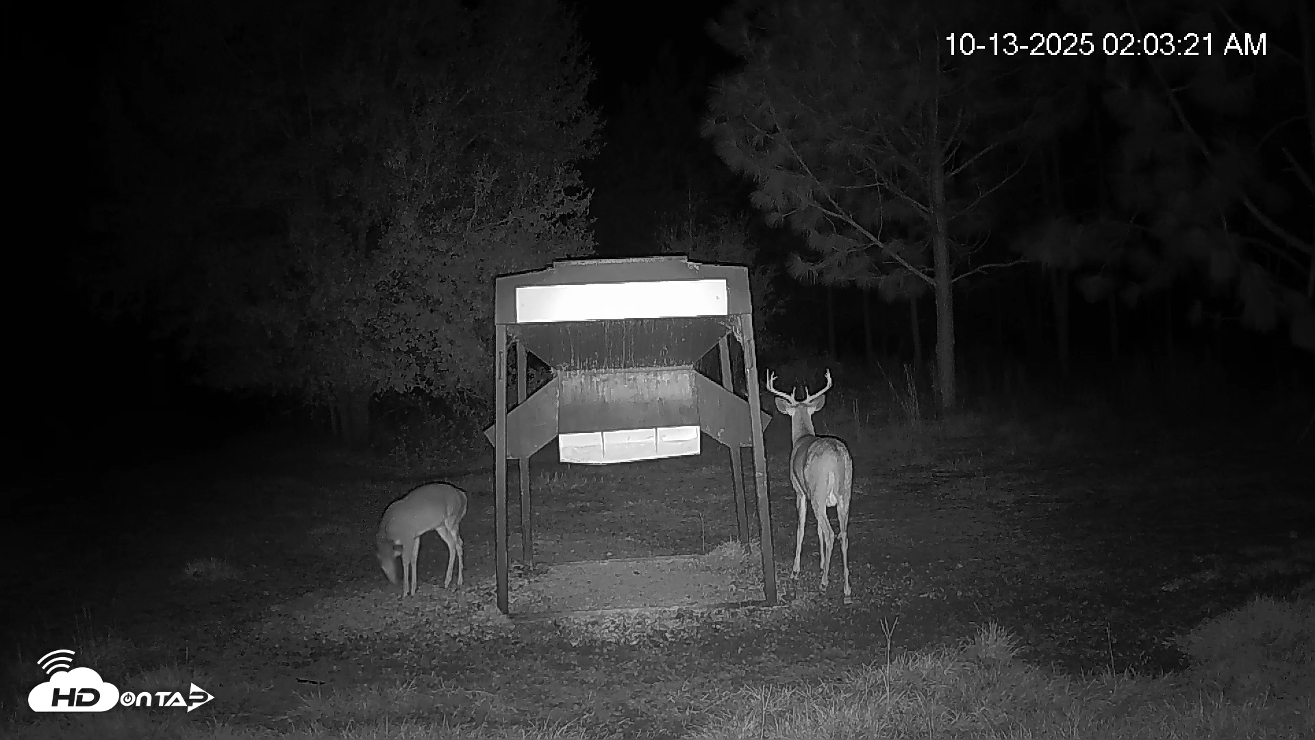 Snapshot of Leesburg Georgia Live Deer Feeder Webcam taken Oct 13, 2025, 2:03am EDT