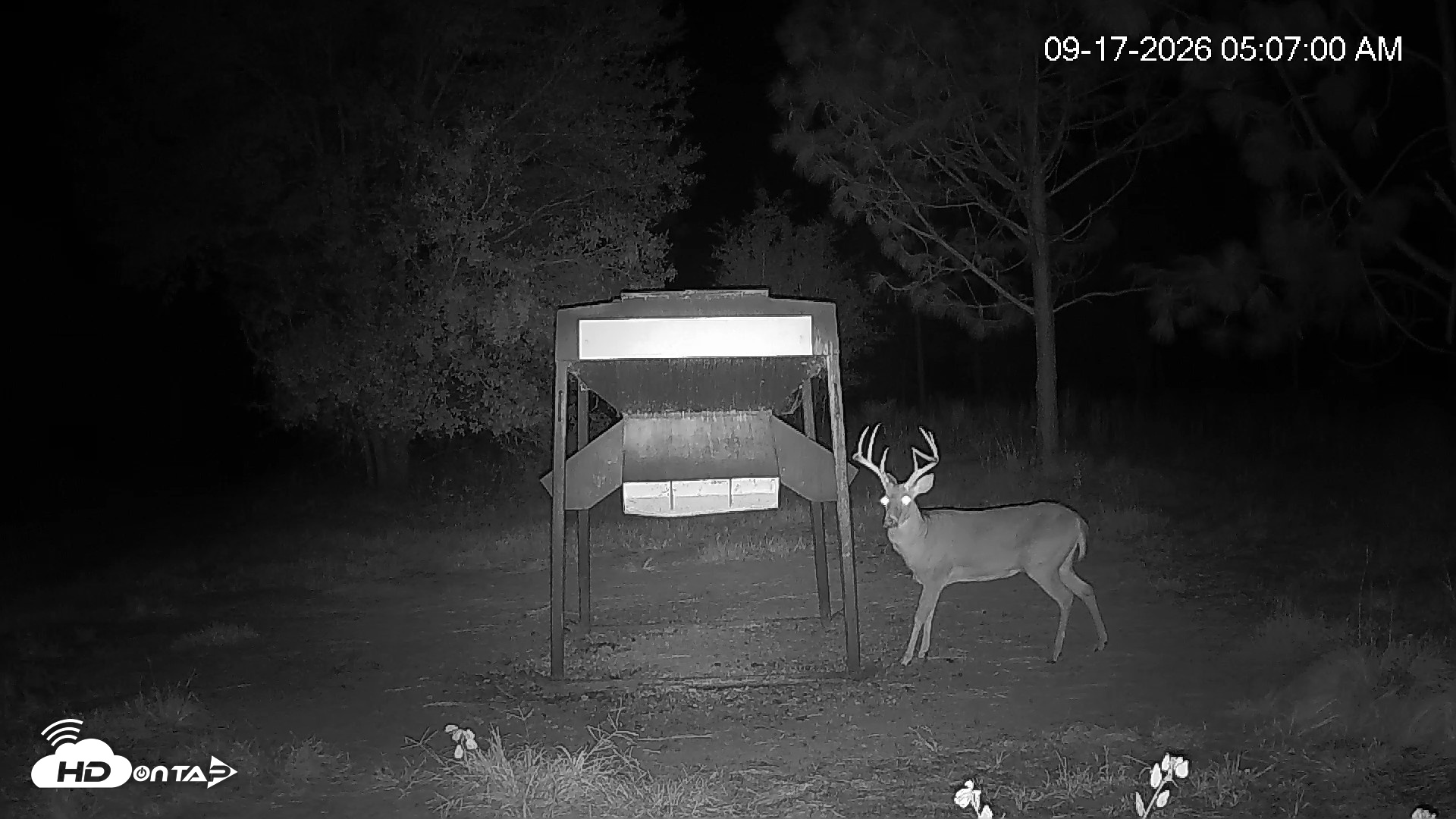 Snapshot of Leesburg Georgia Live Deer Feeder Webcam taken Sep 17, 2026, 5:07am EDT