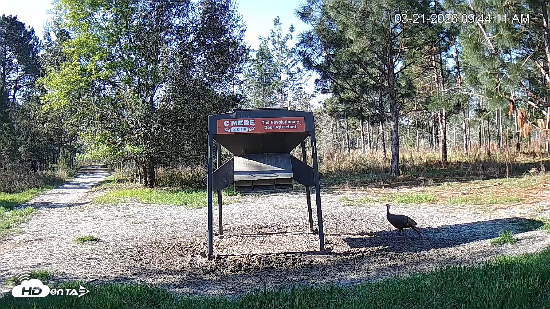 Snapshot of Leesburg Georgia Live Deer Feeder Webcam taken Mar 21, 2026, 9:44am EDT