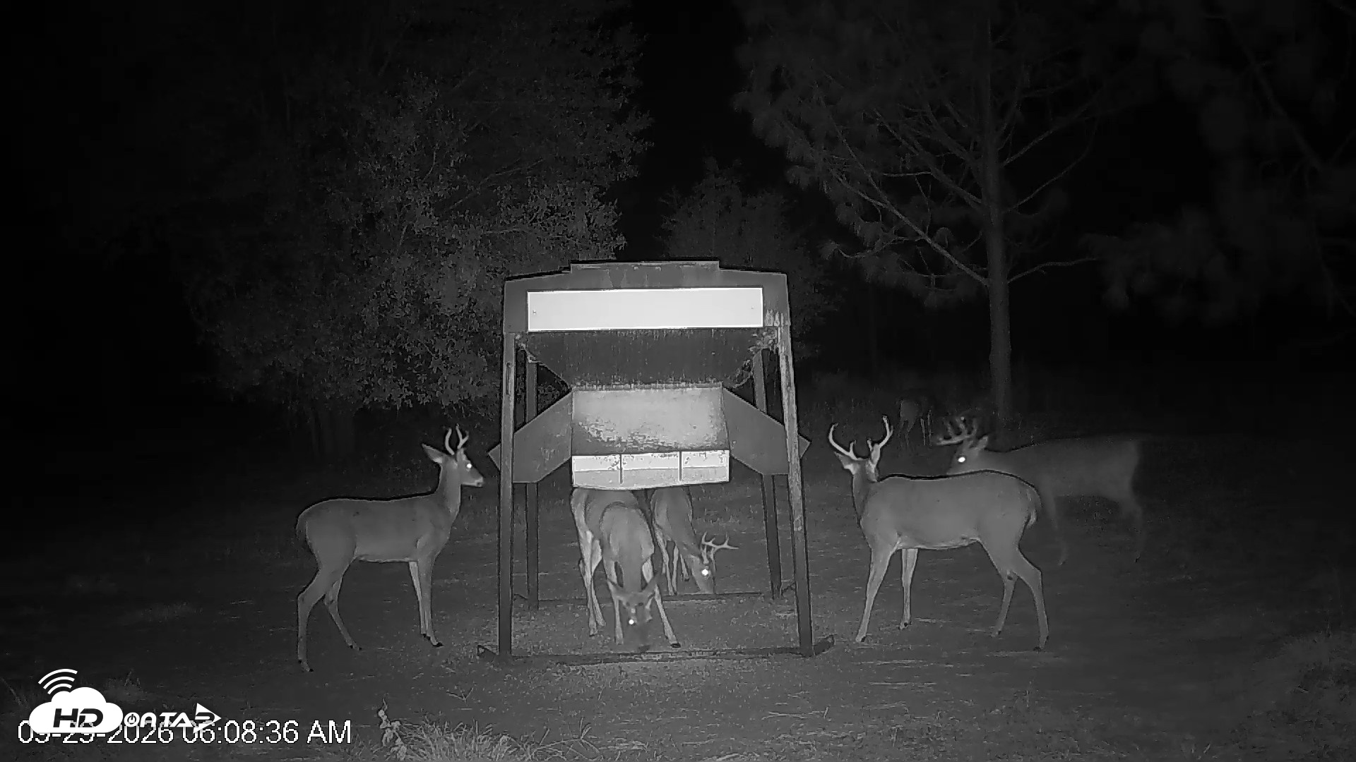 Snapshot of Leesburg Georgia Live Deer Feeder Webcam taken Sep 29, 2026, 6:08am EDT