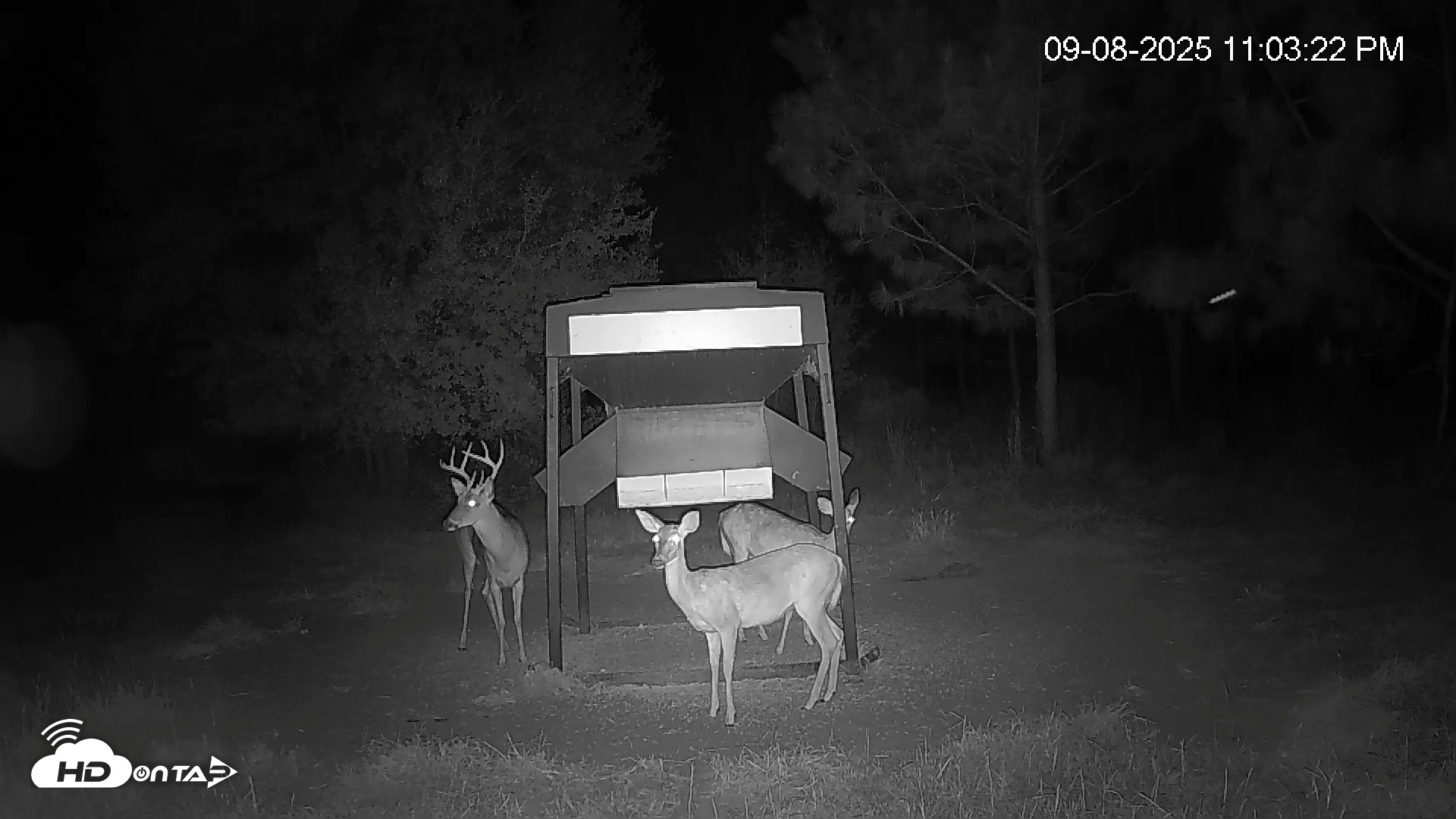 Snapshot of Leesburg Georgia Live Deer Feeder Webcam taken Sep 8, 2025, 11:03pm EDT