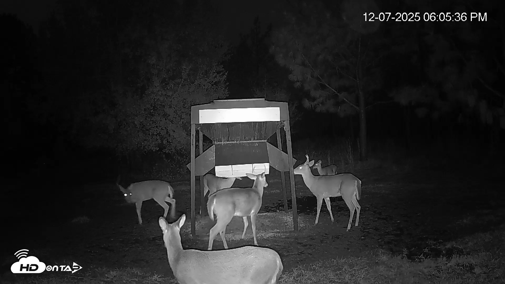 Snapshot of Leesburg Georgia Live Deer Feeder Webcam taken Dec 7, 2025, 6:06pm EST