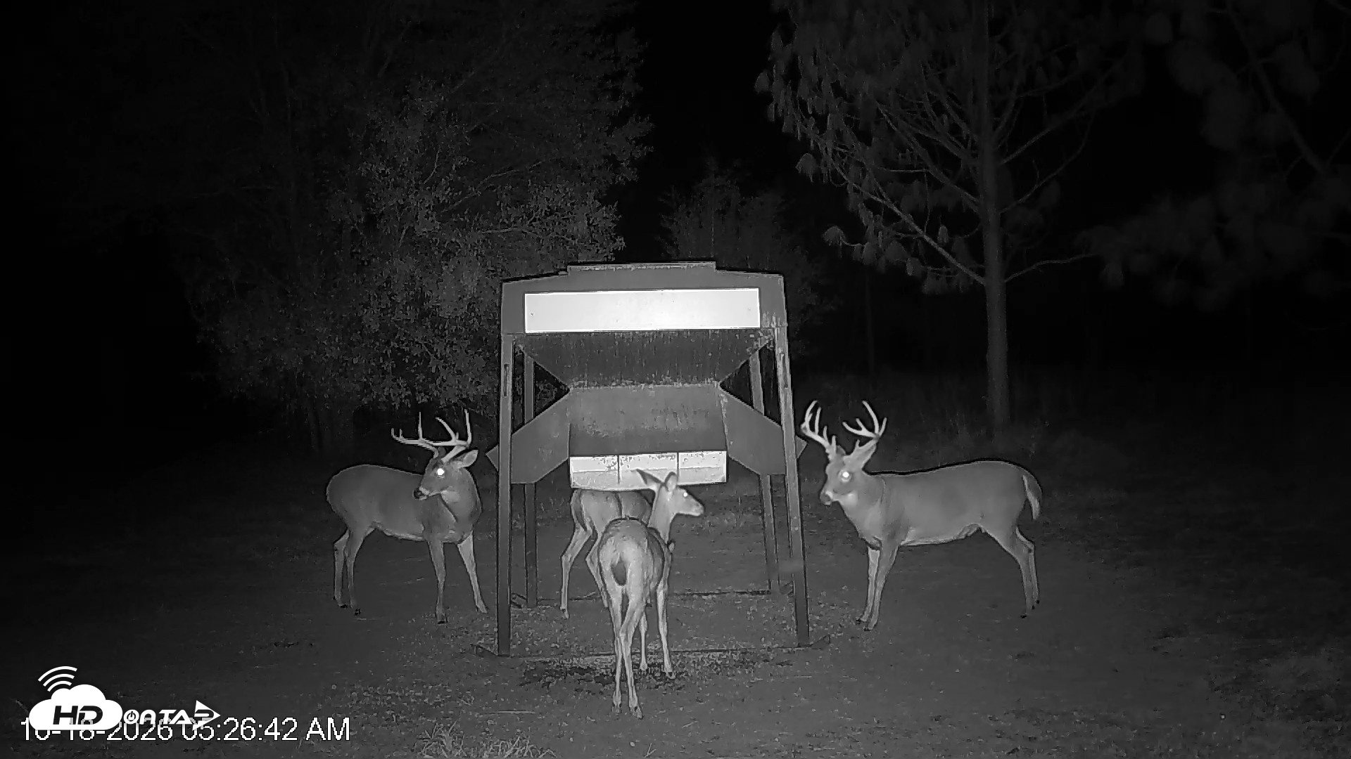 Snapshot of Leesburg Georgia Live Deer Feeder Webcam taken Oct 18, 2026, 5:27am EDT