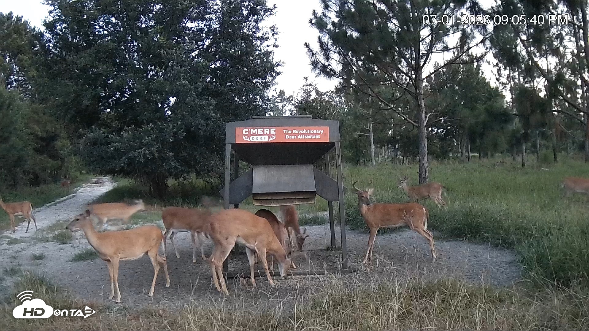 Snapshot of Leesburg Georgia Live Deer Feeder Webcam taken Jul 1, 2026, 9:05pm EDT
