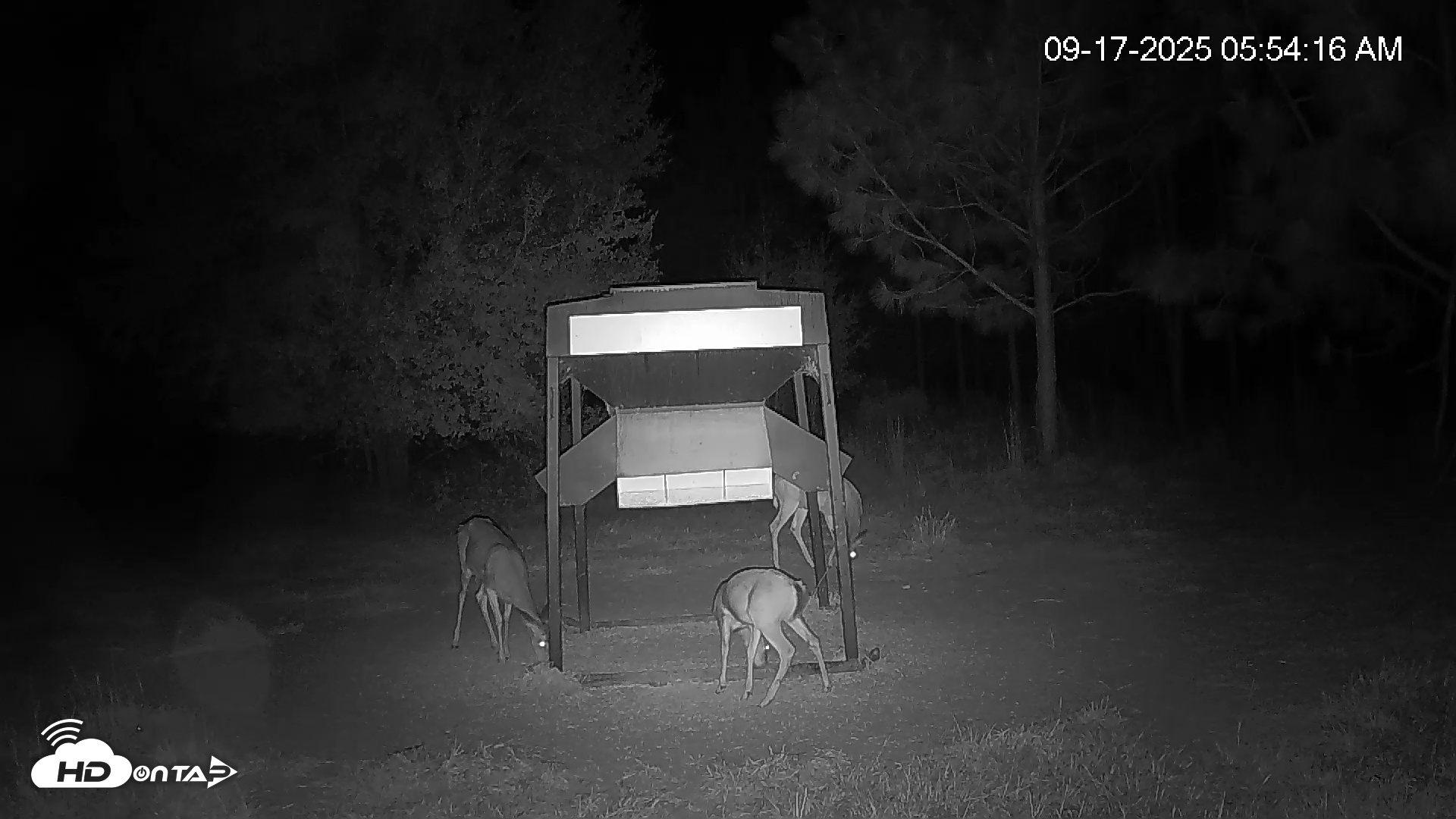 Snapshot of Leesburg Georgia Live Deer Feeder Webcam taken Sep 17, 2025, 5:54am EDT