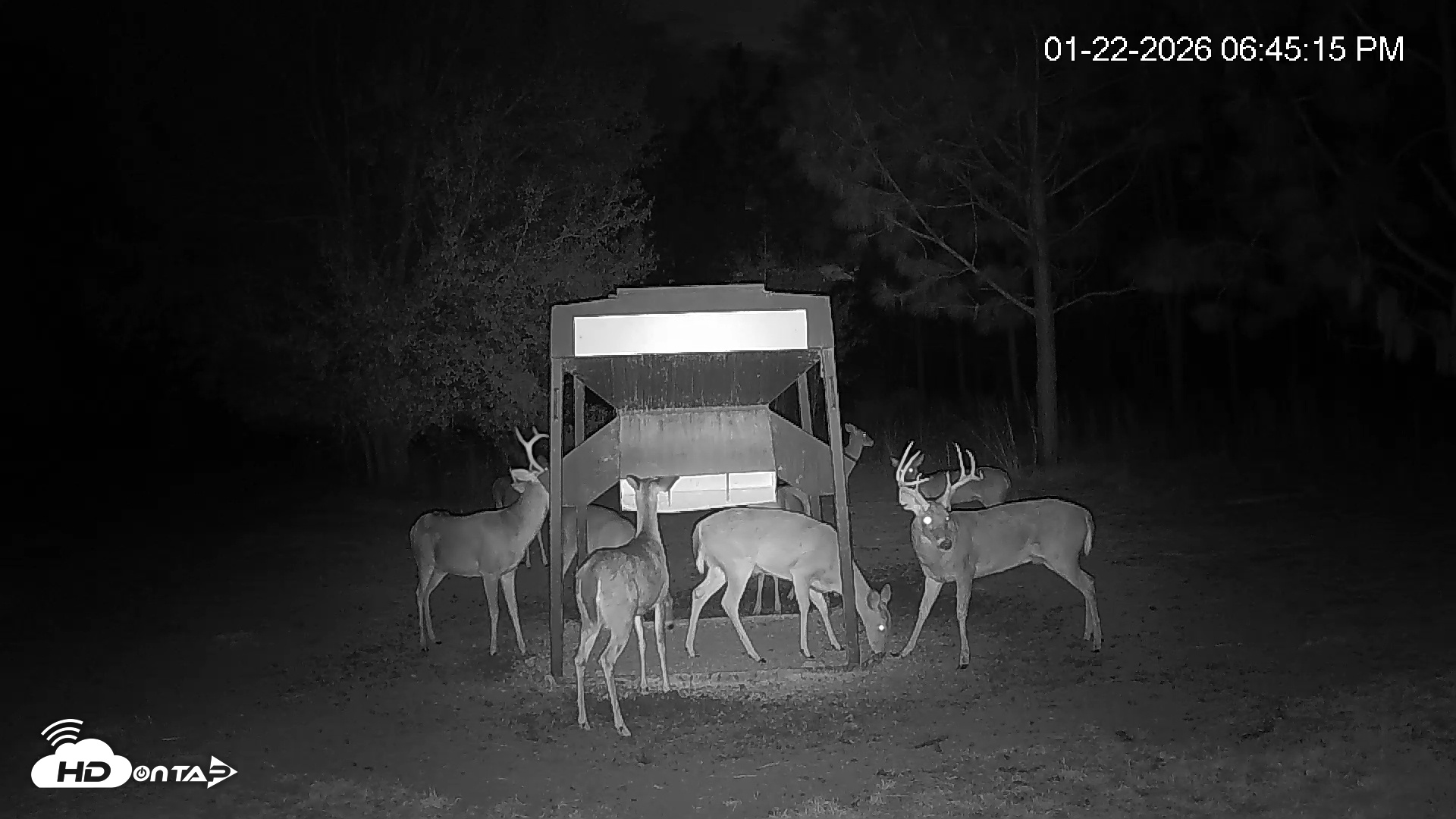 Snapshot of Leesburg Georgia Live Deer Feeder Webcam taken Jan 22, 2026, 6:46pm EST
