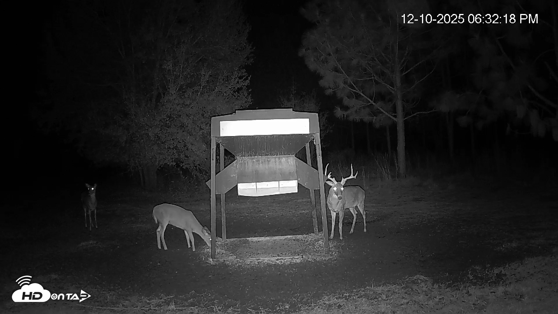Snapshot of Leesburg Georgia Live Deer Feeder Webcam taken Dec 10, 2025, 6:33pm EST