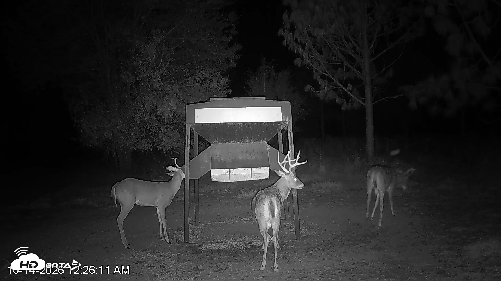 Snapshot of Leesburg Georgia Live Deer Feeder Webcam taken Oct 14, 2026, 12:26am EDT