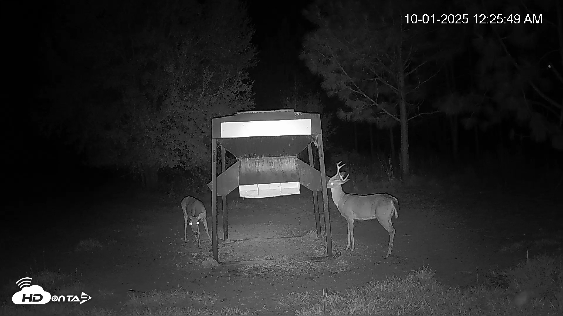 Snapshot of Leesburg Georgia Live Deer Feeder Webcam taken Oct 1, 2025, 12:25am EDT