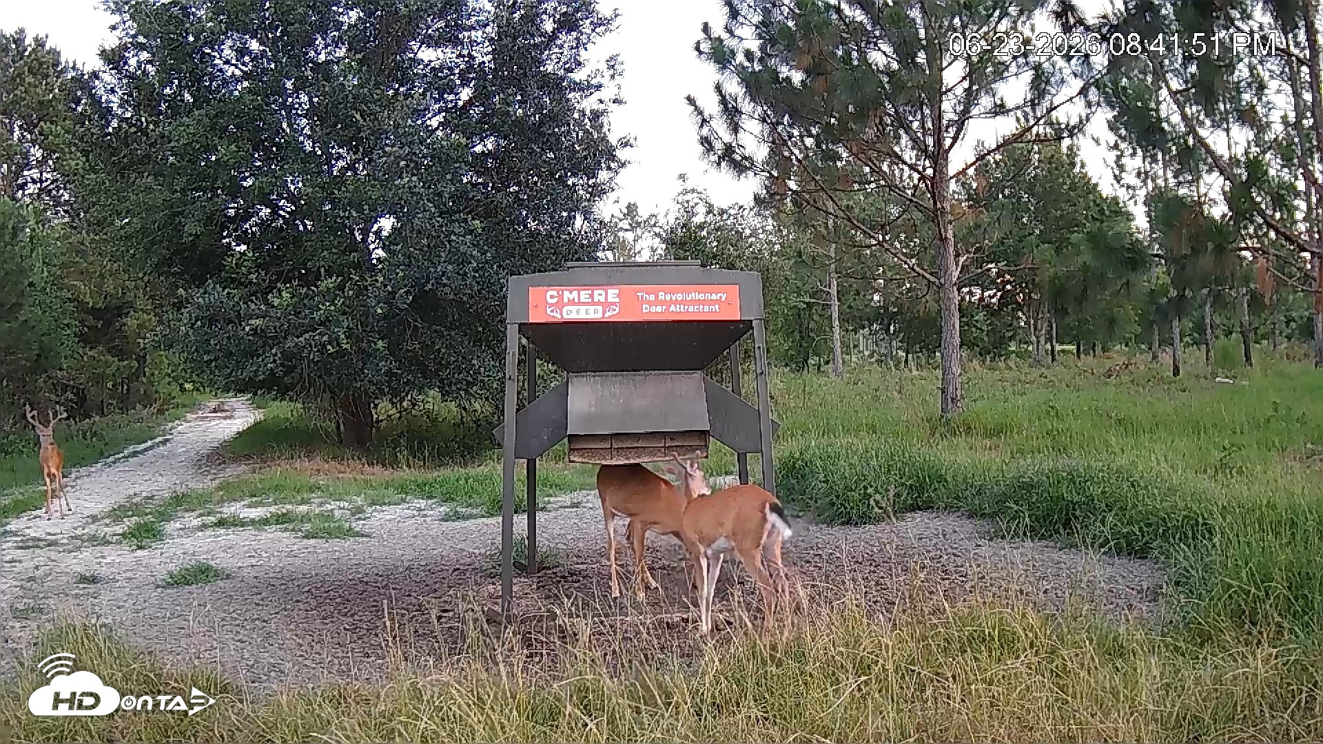 Snapshot of Leesburg Georgia Live Deer Feeder Webcam taken Jun 23, 2026, 8:42pm EDT